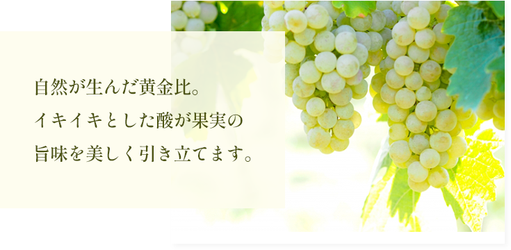 カーサベルフィ味・香