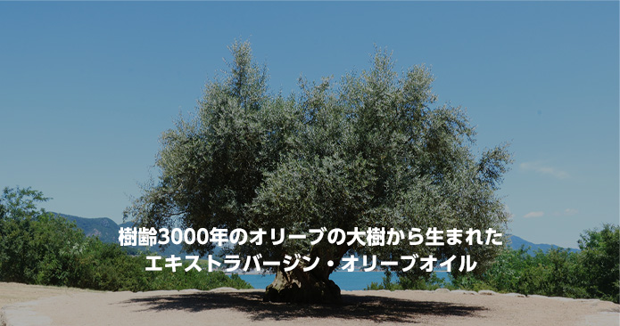 樹齢3000年のオリーブの大樹から生まれたエキストラバージン・オリーブオイル